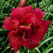 Spacecoast Ace in the Hole Daylily